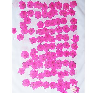 [대용량] 드라이플라워 꽃송이 L034K [버베나 진분홍]1.5cm~2.5cm