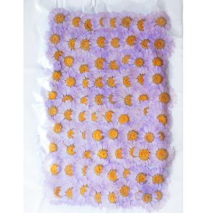 [대용량] 드라이플라워 꽃송이 276G 30-35 [마가렛 보라[대] 3cm~3.5cm 