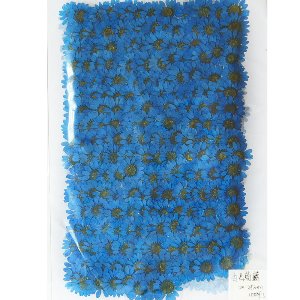 [대용량] 드라이플라워 꽃송이 [마가렛 파랑[소] 2cm~2.5cm