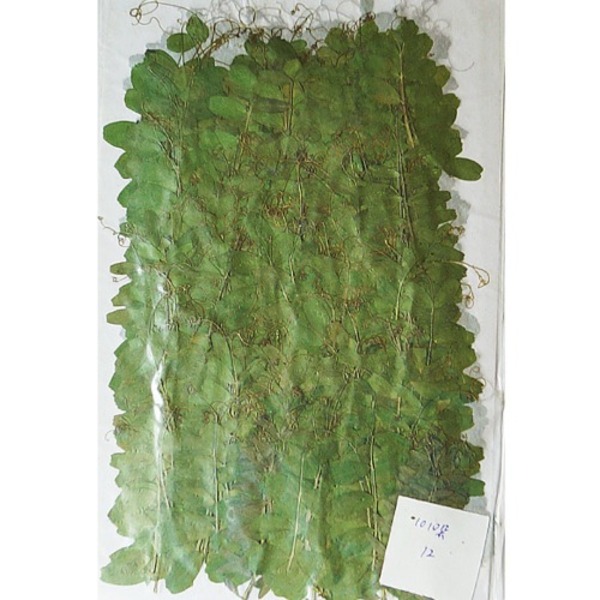 [대용량] 드라이플라워[나뭇잎] 초록 갈퀴넝쿨7m~8cm