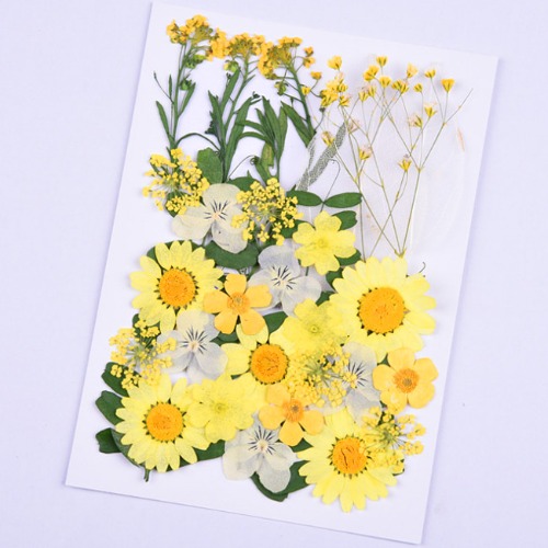 11호 노랑 압화 꽃과 꽃잎 종합