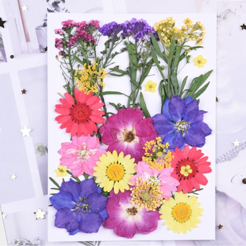 16호 [소포장]압화 꽃과 꽃잎 종합